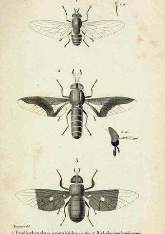 Reproducción/Reproduction 48601857161: Diptères exotiques nouveaux ou peu connus. Paris :Roret,1838-[43]. 