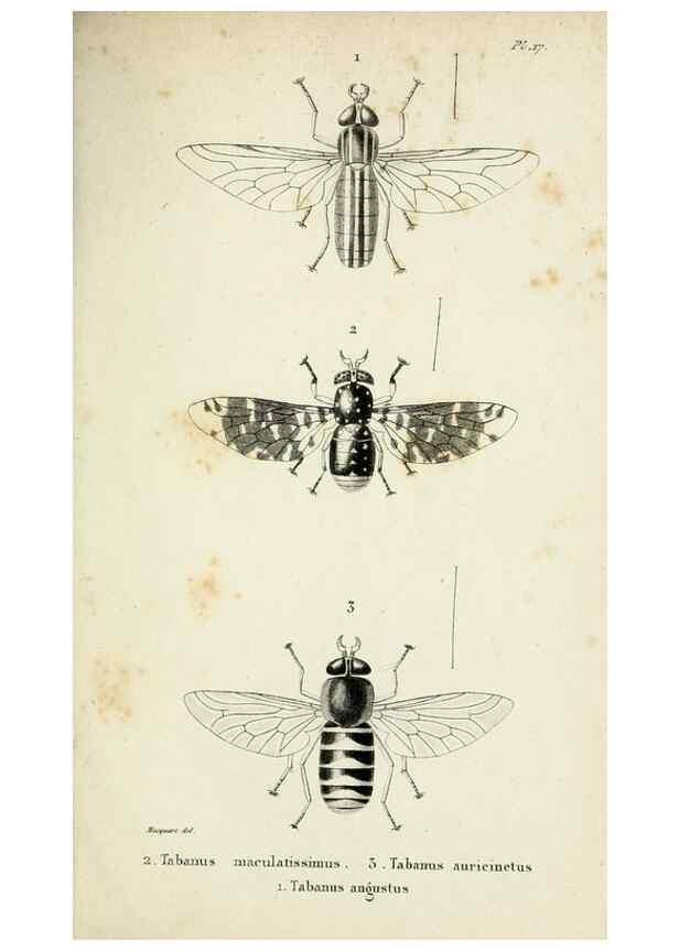 Reproducción/Reproduction 48601991702: Diptères exotiques nouveaux ou peu connus. Paris :Roret,1838-[43]. 