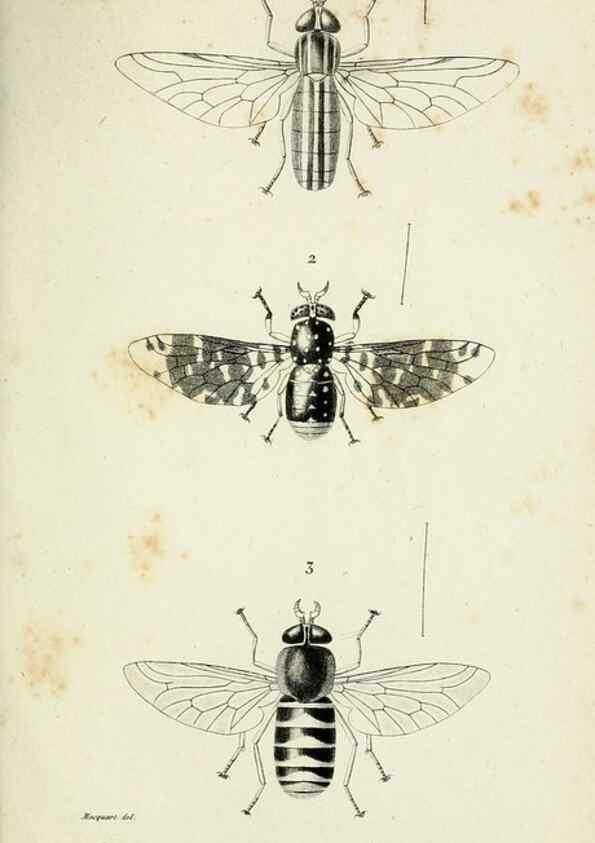 Reproducción/Reproduction 48601991702: Diptères exotiques nouveaux ou peu connus. Paris :Roret,1838-[43]. 
