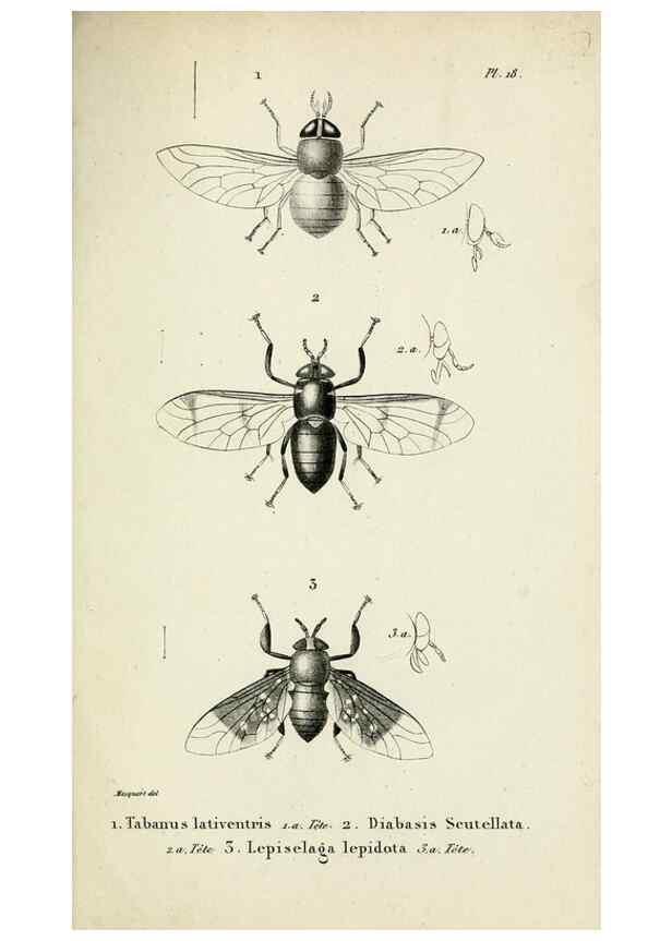 Reproducción/Reproduction 48601992187: Diptères exotiques nouveaux ou peu connus. Paris :Roret,1838-[43]. 