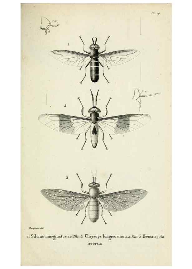 Reproducción/Reproduction 48601992627: Diptères exotiques nouveaux ou peu connus. Paris :Roret,1838-[43]. 