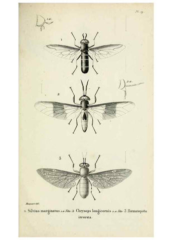Reproducción/Reproduction 48601992627: Diptères exotiques nouveaux ou peu connus. Paris :Roret,1838-[43]. 