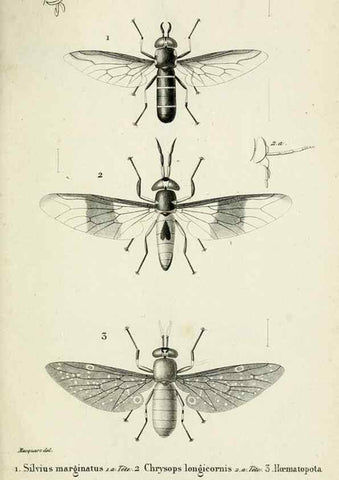 Reproducción/Reproduction 48601992627: Diptères exotiques nouveaux ou peu connus. Paris :Roret,1838-[43]. 