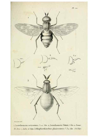 Reproducción/Reproduction 48601993127: Diptères exotiques nouveaux ou peu connus. Paris :Roret,1838-[43]. 