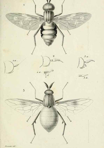 Reproducción/Reproduction 48601993127: Diptères exotiques nouveaux ou peu connus. Paris :Roret,1838-[43]. 