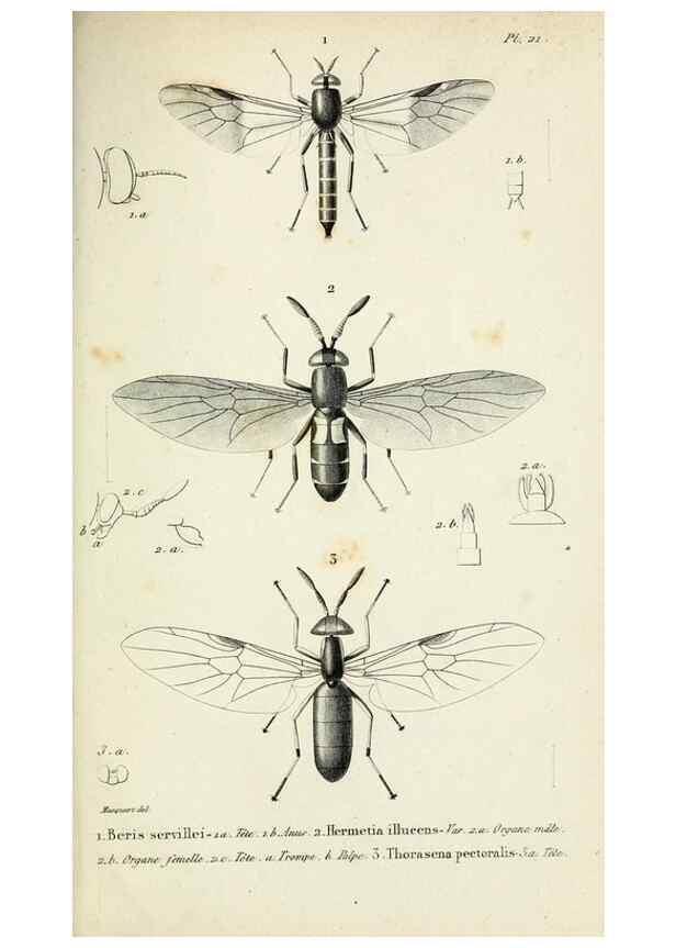 Reproducción/Reproduction 48601993777: Diptères exotiques nouveaux ou peu connus. Paris :Roret,1838-[43]. 