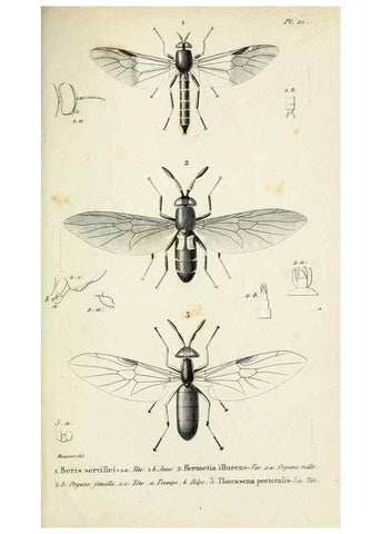 Reproducción/Reproduction 48601993777: Diptères exotiques nouveaux ou peu connus. Paris :Roret,1838-[43]. 