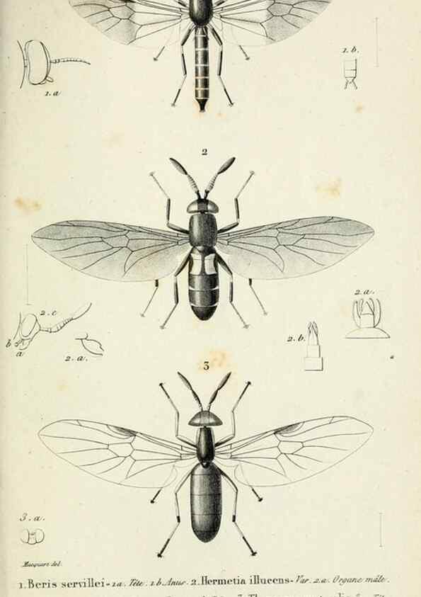 Reproducción/Reproduction 48601993777: Diptères exotiques nouveaux ou peu connus. Paris :Roret,1838-[43]. 