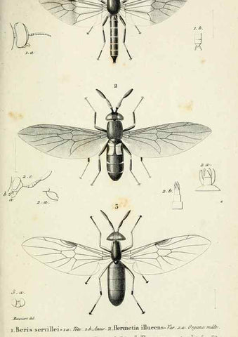 Reproducción/Reproduction 48601993777: Diptères exotiques nouveaux ou peu connus. Paris :Roret,1838-[43]. 