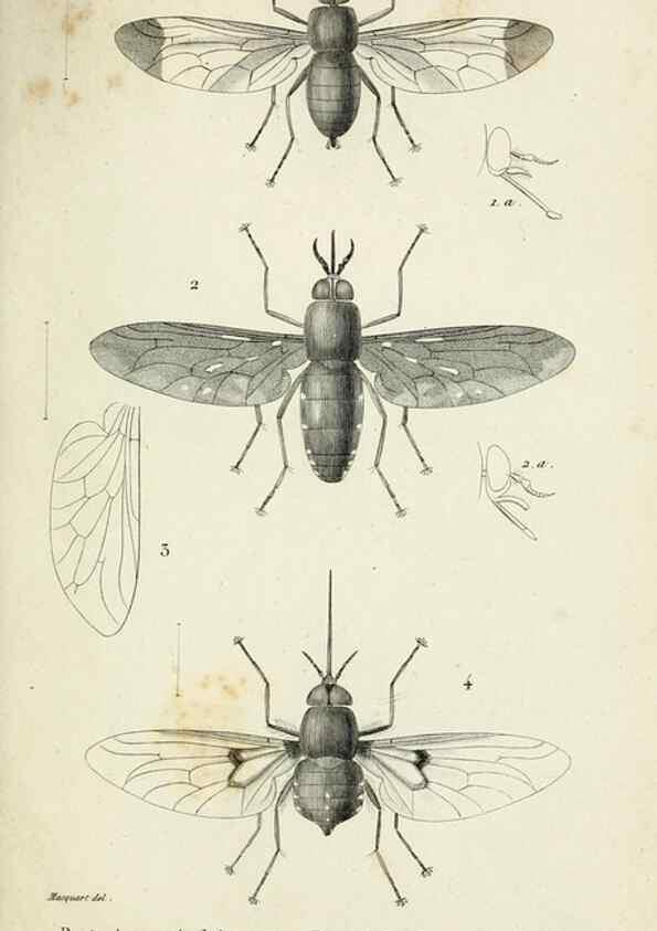 Reproducción/Reproduction 48601990107: Diptères exotiques nouveaux ou peu connus. Paris :Roret,1838-[43]. 