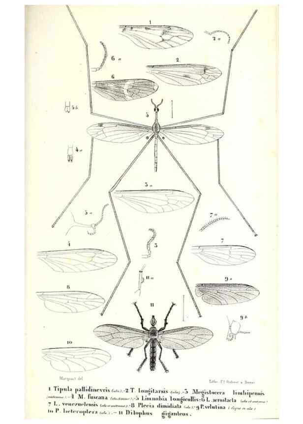 Reproducción/Reproduction 48602076592: Diptères exotiques nouveaux ou peu connus. Paris :Roret,1838-[43]. 