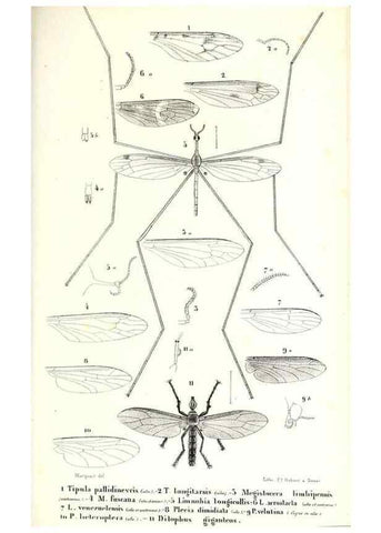 Reproducción/Reproduction 48602076592: Diptères exotiques nouveaux ou peu connus. Paris :Roret,1838-[43]. 