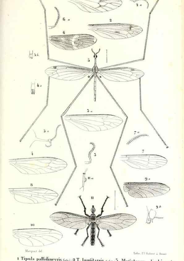 Reproducción/Reproduction 48602076592: Diptères exotiques nouveaux ou peu connus. Paris :Roret,1838-[43]. 