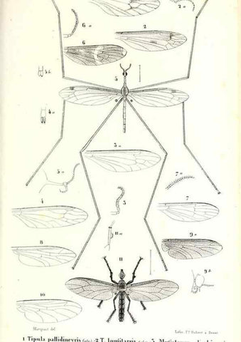 Reproducción/Reproduction 48602076592: Diptères exotiques nouveaux ou peu connus. Paris :Roret,1838-[43]. 