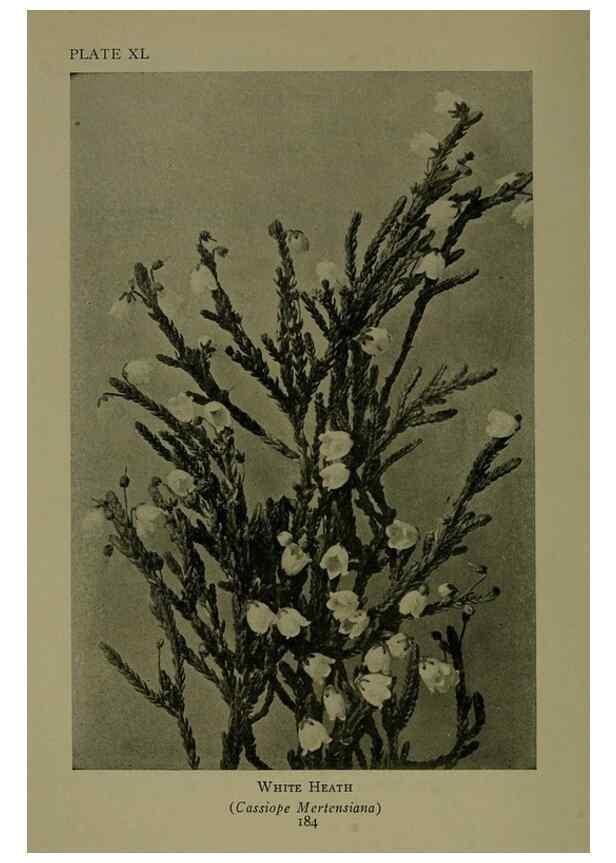 Reproducción/Reproduction 48593848011: Wild flowers of the North American mountains /. New York :R.M. McBride,1915.. 