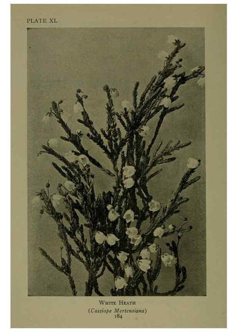 Reproducción/Reproduction 48593848011: Wild flowers of the North American mountains /. New York :R.M. McBride,1915.. 