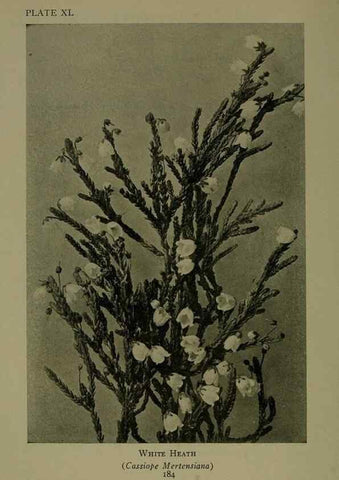 Reproducción/Reproduction 48593848011: Wild flowers of the North American mountains /. New York :R.M. McBride,1915.. 