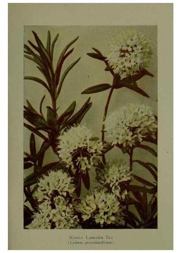 Reproducción/Reproduction 48593988192: Wild flowers of the North American mountains /. New York :R.M. McBride,1915.. 
