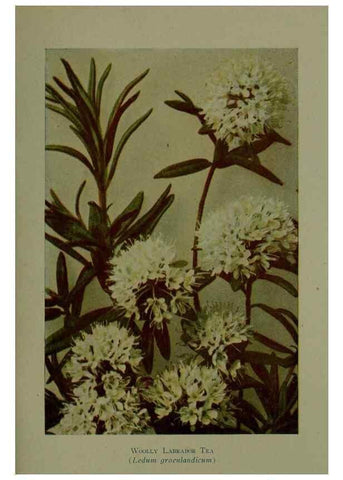 Reproducción/Reproduction 48593988192: Wild flowers of the North American mountains /. New York :R.M. McBride,1915.. 