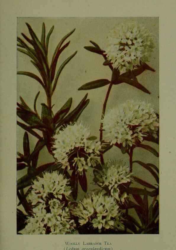 Reproducción/Reproduction 48593988192: Wild flowers of the North American mountains /. New York :R.M. McBride,1915.. 