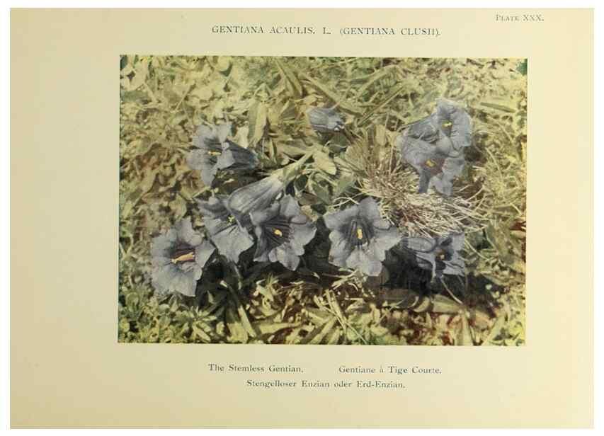 Reproducción/Reproduction 48592228601: Summer flowers of the high Alps /. London :Dent ;1910.. 