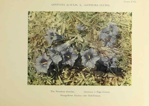 Reproducción/Reproduction 48592228601: Summer flowers of the high Alps /. London :Dent ;1910.. 