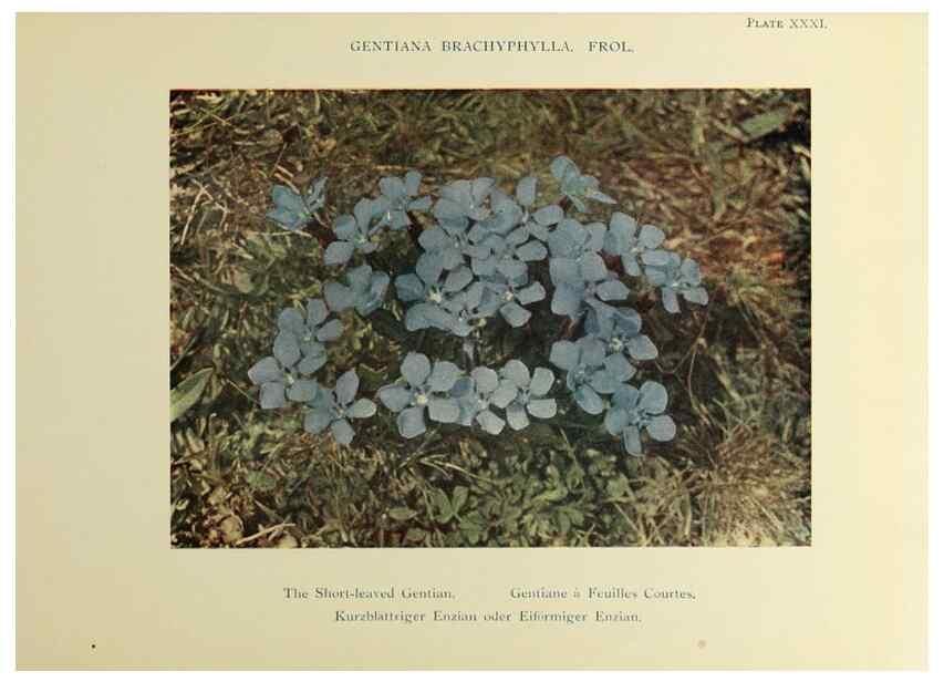 Reproducción/Reproduction 48592367947: Summer flowers of the high Alps /. London :Dent ;1910.. 