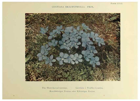 Reproducción/Reproduction 48592367947: Summer flowers of the high Alps /. London :Dent ;1910.. 