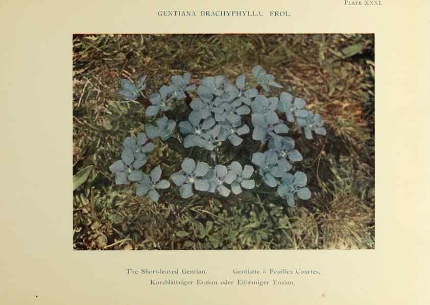 Reproducción/Reproduction 48592367947: Summer flowers of the high Alps /. London :Dent ;1910.. 