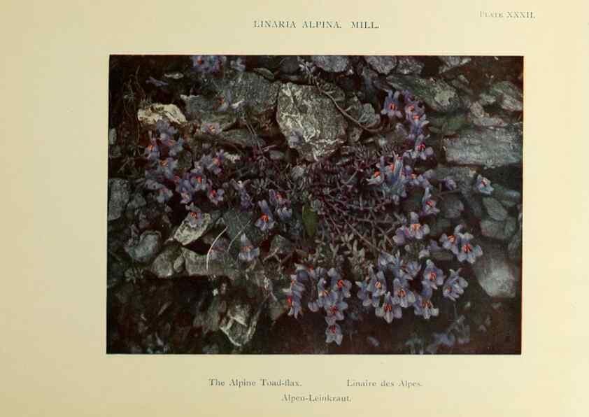 Reproducción/Reproduction 48592229671: Summer flowers of the high Alps /. London :Dent ;1910.. 
