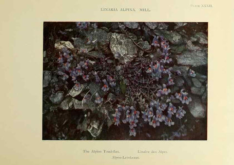 Reproducción/Reproduction 48592229671: Summer flowers of the high Alps /. London :Dent ;1910.. 