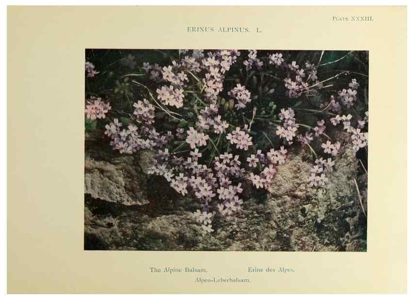 Reproducción/Reproduction 48592369077: Summer flowers of the high Alps /. London :Dent ;1910.. 