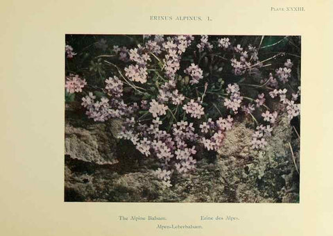Reproducción/Reproduction 48592369077: Summer flowers of the high Alps /. London :Dent ;1910.. 