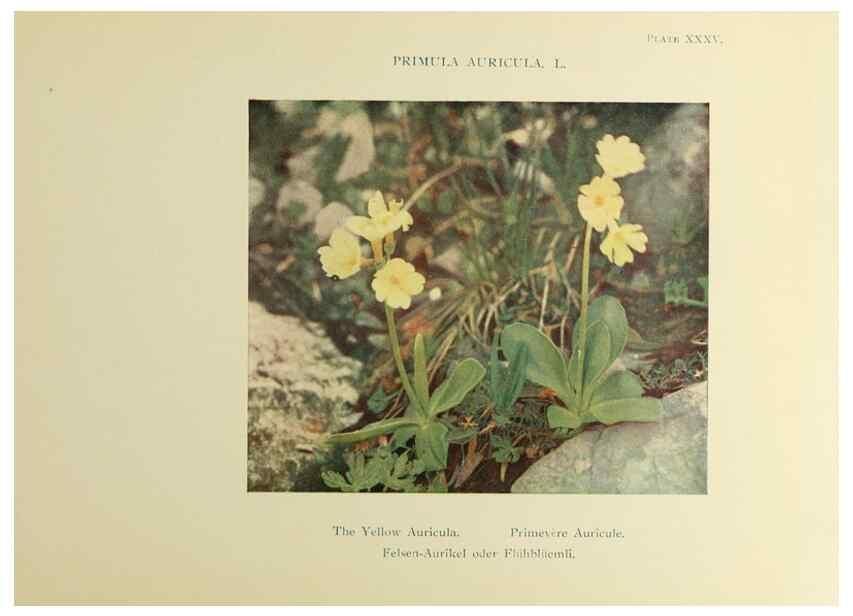 Reproducción/Reproduction 48592231196: Summer flowers of the high Alps /. London :Dent ;1910.. 