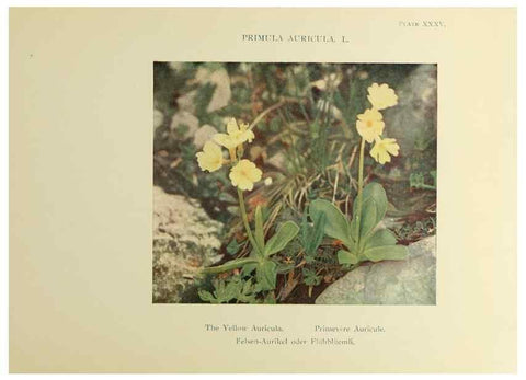 Reproducción/Reproduction 48592231196: Summer flowers of the high Alps /. London :Dent ;1910.. 