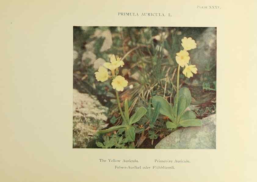 Reproducción/Reproduction 48592231196: Summer flowers of the high Alps /. London :Dent ;1910.. 