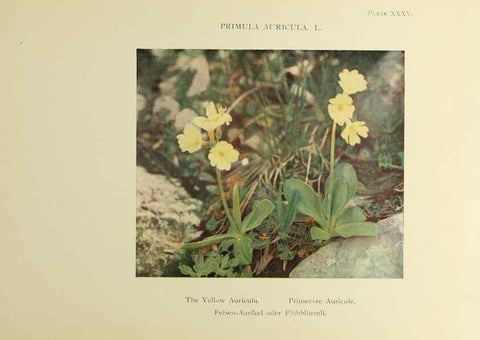 Reproducción/Reproduction 48592231196: Summer flowers of the high Alps /. London :Dent ;1910.. 