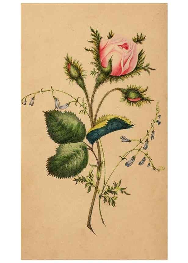 Reproducción/Reproduction 48592331726: The lady's book of flowers and poetry:. New York :J.C. Riker,1846, c1841.. 