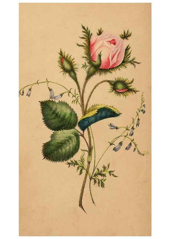 Reproducción/Reproduction 48592331726: The lady's book of flowers and poetry:. New York :J.C. Riker,1846, c1841.. 