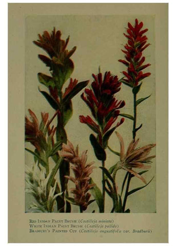 Reproducción/Reproduction 48593967507: Wild flowers of the North American mountains /. New York :R.M. McBride,1915.. 
