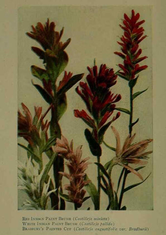 Reproducción/Reproduction 48593967507: Wild flowers of the North American mountains /. New York :R.M. McBride,1915.. 