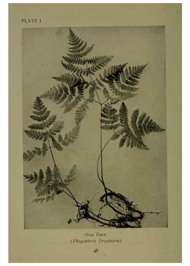 Reproducción/Reproduction 48593827316: Wild flowers of the North American mountains /. New York :R.M. McBride,1915.. 
