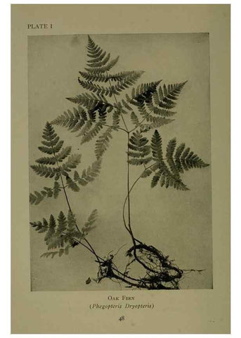 Reproducción/Reproduction 48593827316: Wild flowers of the North American mountains /. New York :R.M. McBride,1915.. 