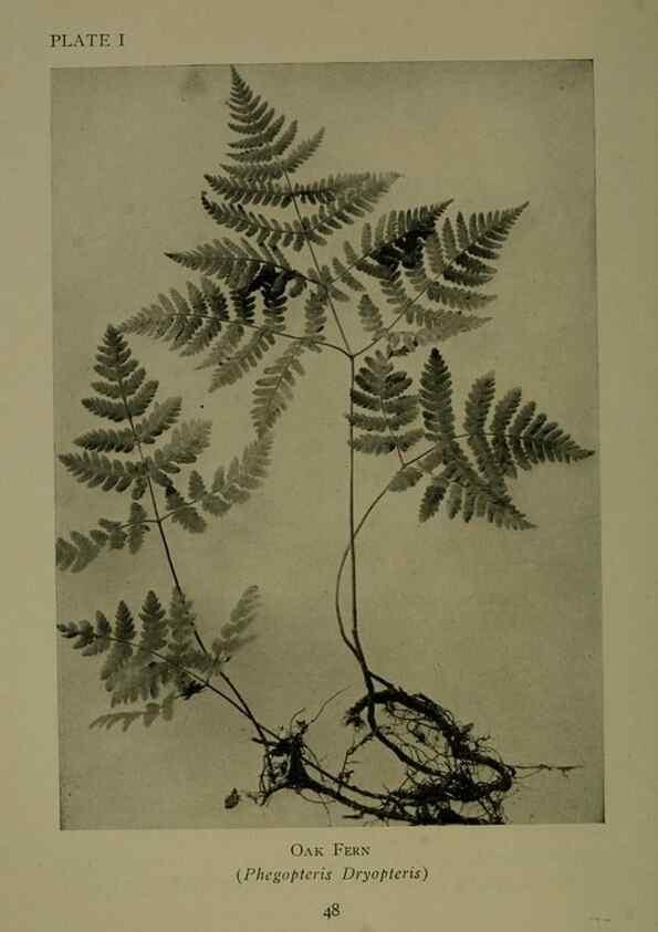 Reproducción/Reproduction 48593827316: Wild flowers of the North American mountains /. New York :R.M. McBride,1915.. 