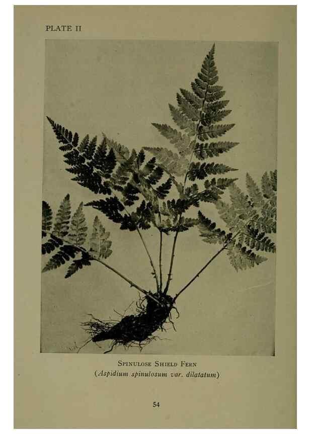 Reproducción/Reproduction 48593968447: Wild flowers of the North American mountains /. New York :R.M. McBride,1915.. 