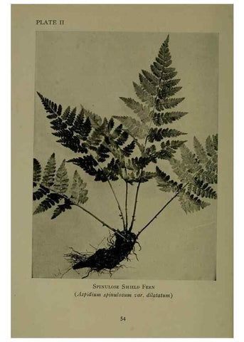 Reproducción/Reproduction 48593968447: Wild flowers of the North American mountains /. New York :R.M. McBride,1915.. 