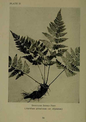 Reproducción/Reproduction 48593968447: Wild flowers of the North American mountains /. New York :R.M. McBride,1915.. 
