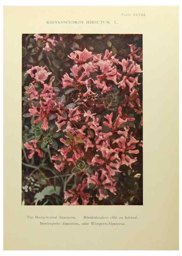 Reproducción/Reproduction 48592227511: Summer flowers of the high Alps /. London :Dent ;1910.. 