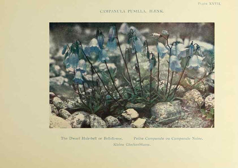 Reproducción/Reproduction 48592365922: Summer flowers of the high Alps /. London :Dent ;1910.. 
