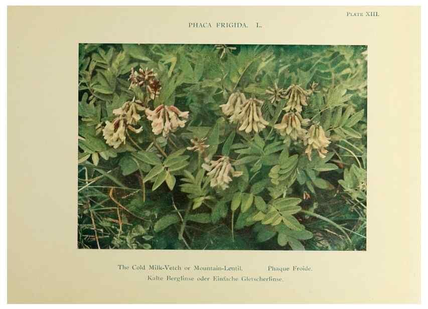 Reproducción/Reproduction 48592359787: Summer flowers of the high Alps /. London :Dent ;1910.. 